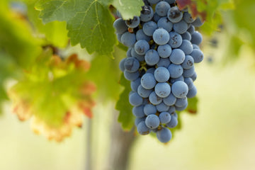 Merlot