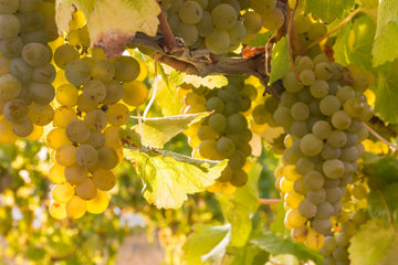 Sauvignon Blanc