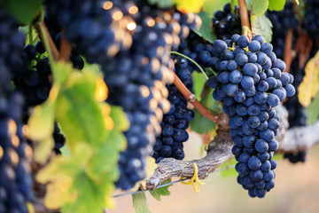 Syrah/Shiraz