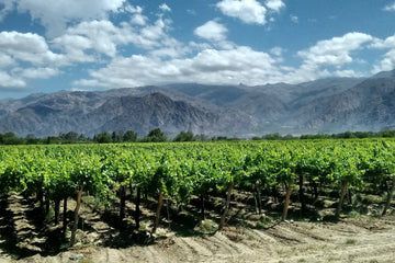 Argentine vineyard with rows of grapevines under a blue sky with clouds and mountains in the background.