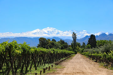 Vineyard in Luján de Cuyo, Mendoza, Argentina, with snow-capped Andes mountains in the background.