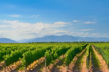 Tupungato vineyard with rows of grapevines stretching toward the Andes mountains under a clear blue sky in Mendoza, Argentina.
