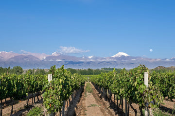 Vineyard in Mendoza’s Uco Valley with the Andes mountains in the background under a clear blue sky.