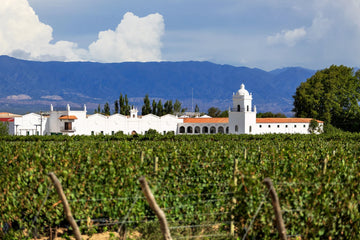 Vineyards in Salta’s Cafayate Valley surrounded by mountains and clear blue skies.