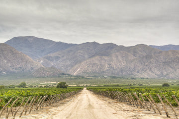 Vineyard in Salta wine region with mountains in the background on a cloudy day.