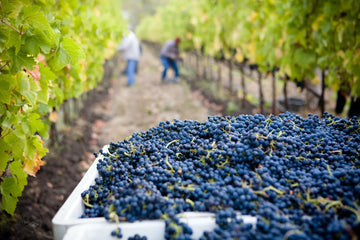 Harvest marks the moment when grapes reach their ideal ripeness, influenced by climate, variety, and wine style.
