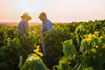 Vineyards are carefully maintained to produce healthy, balanced grapes.
