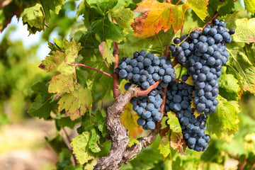 Every great wine begins with quality fruit grown under ideal vineyard conditions.