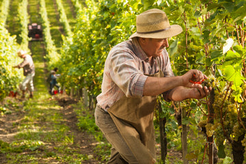 Grapes are hand-picked at full maturity to preserve freshness and flavour.