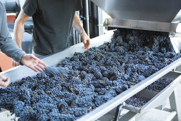 Freshly harvested grapes are carefully sorted to remove imperfect fruit, stems, and leaves.