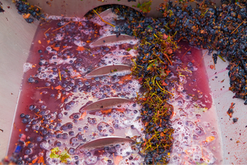 Grapes are gently separated from their stems and pressed to release the juice for fermentation.