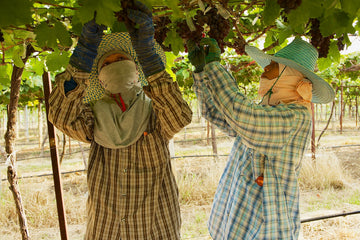 In Nakhon Ratchasima, Thailand, women harvest grapes in the warm tropical climate that shapes distinctive low latitude wines.