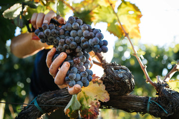 Wine begins with grapes of the species Vitis vinifera, prized for their thick skins, high sugar, and aromatic richness that give wine its structure and depth.