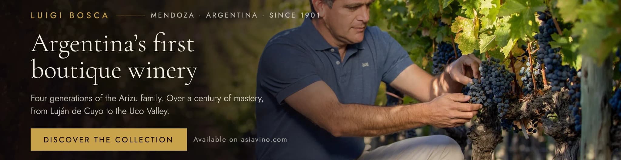 A grower inspecting Malbec fruit on the vine. Luigi Bosca, Mendoza, Argentina, since 1901: Argentina's first boutique winery.
