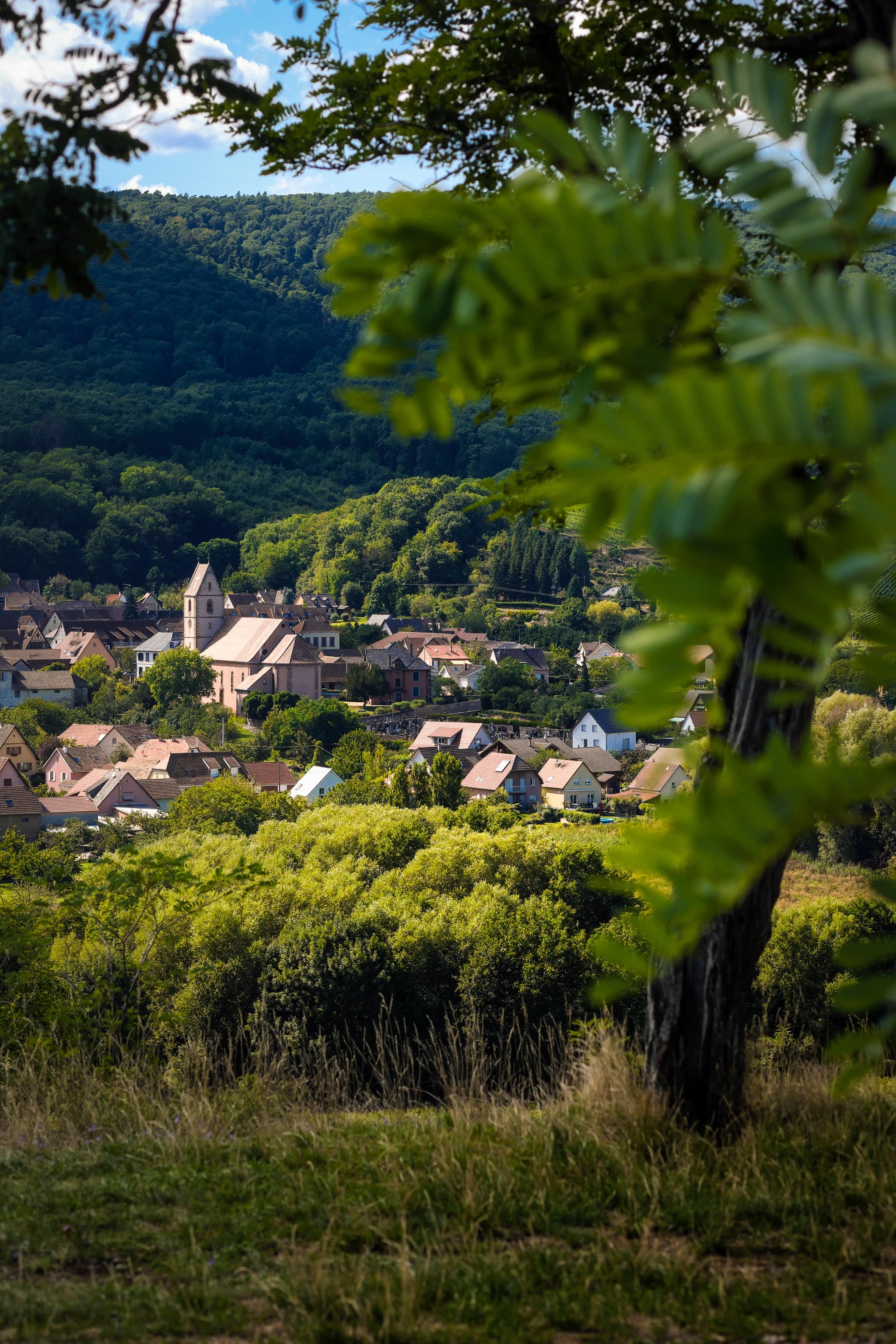 Orschwihr among its wooded hills, seen through the vines