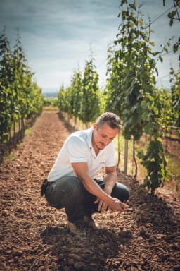 A Wolfberger grower kneeling between the vine rows