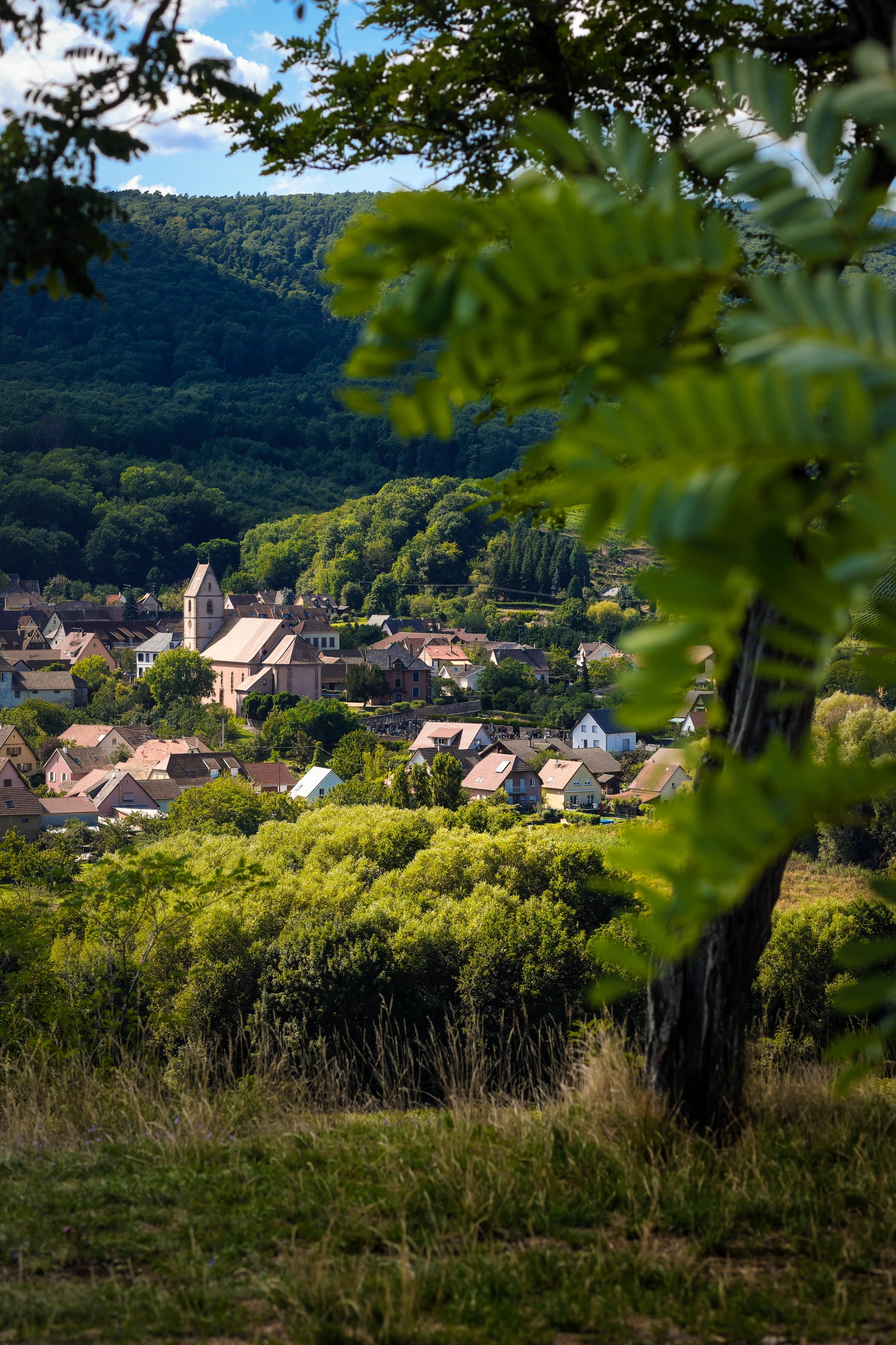 Orschwihr among its wooded hills, seen through the vines