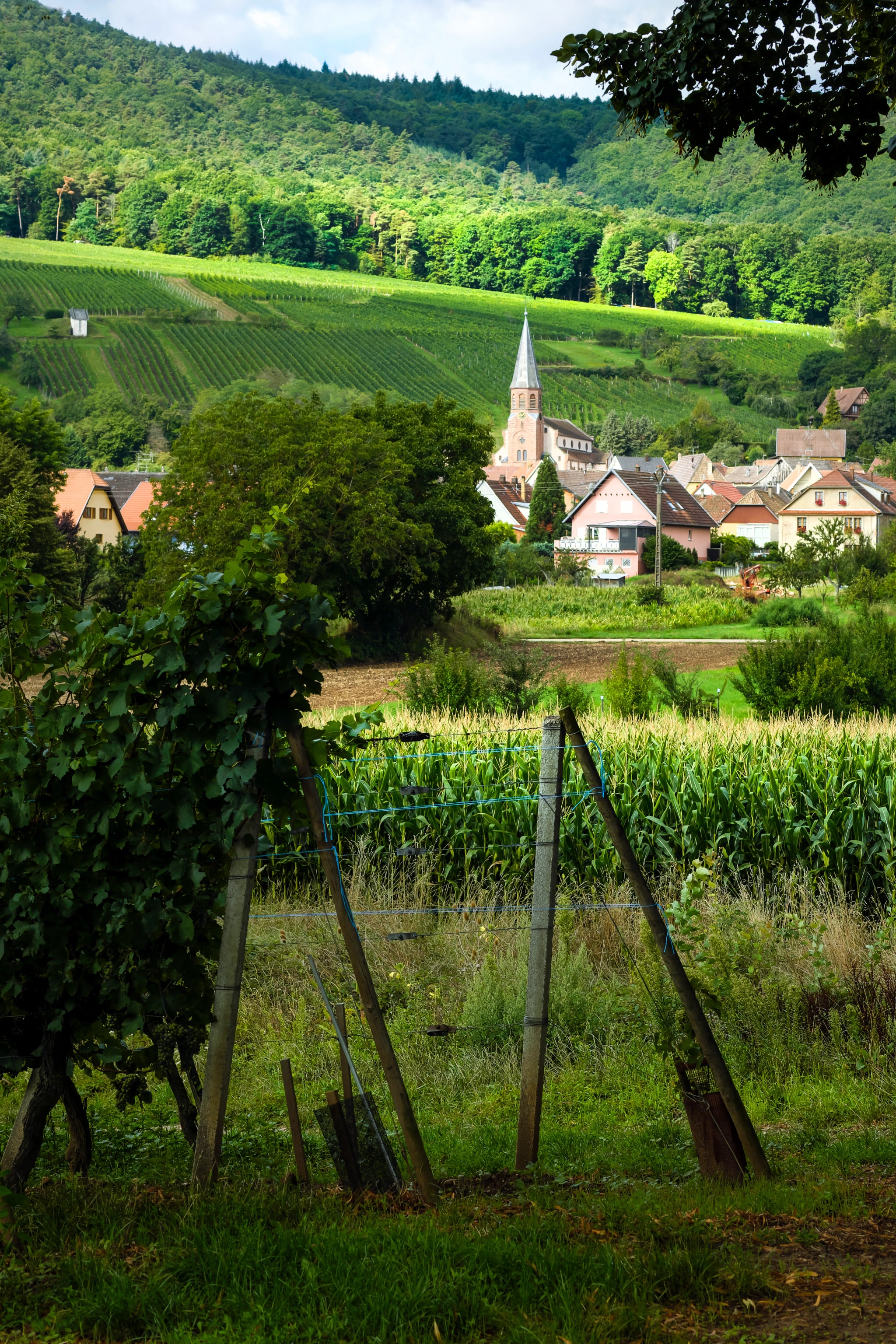 The church and houses of Orschwihr beyond the vines