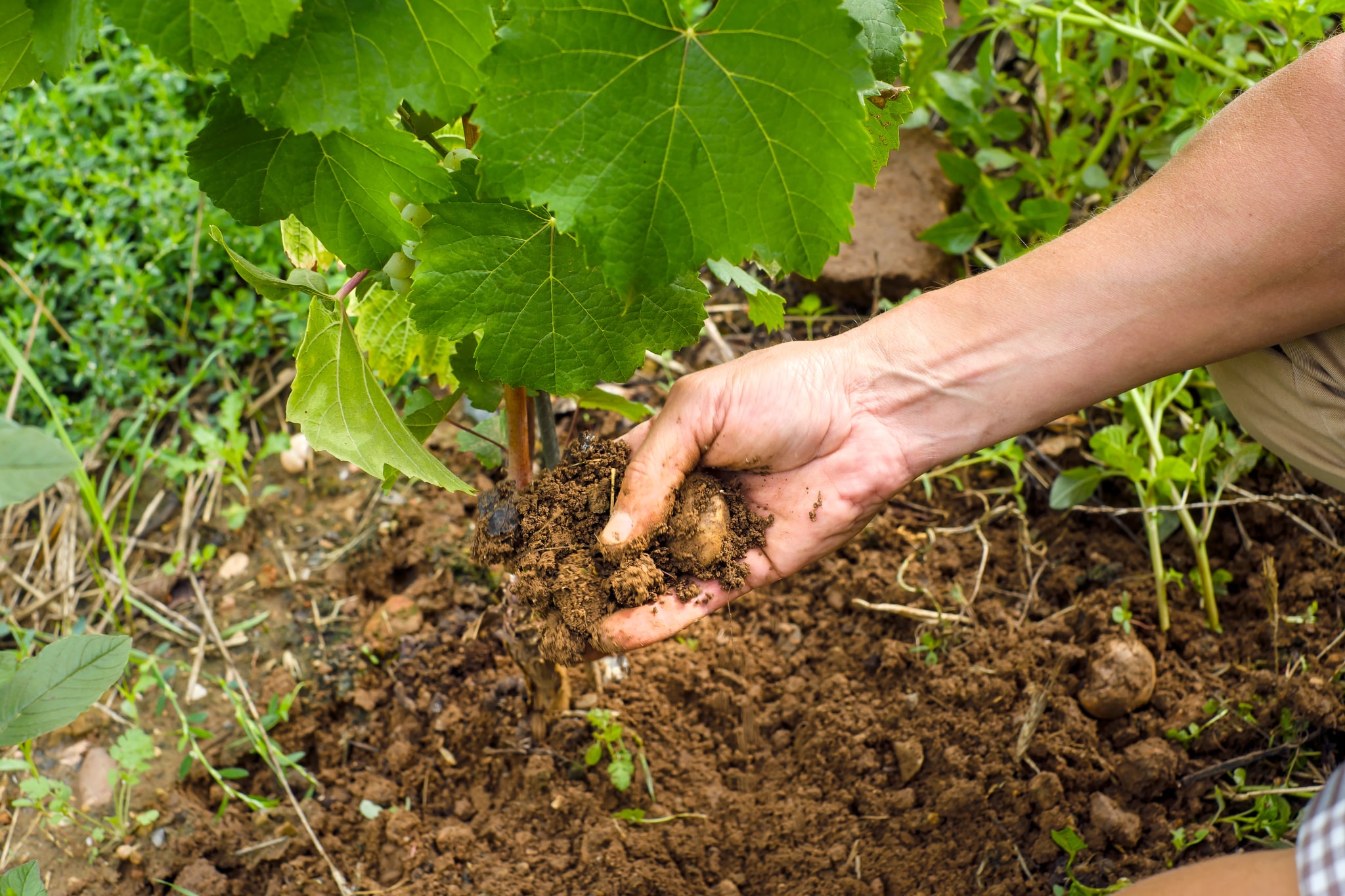 A grower's hand in the vineyard soil at the foot of a vine