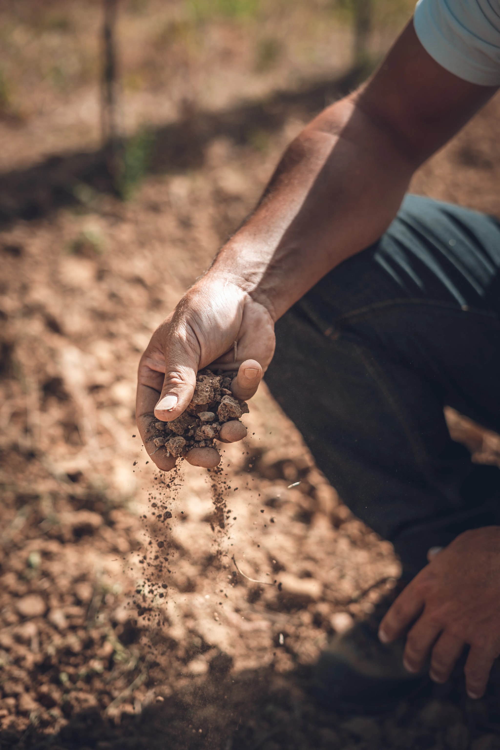 A grower's hand letting Alsace vineyard soil run through the fingers