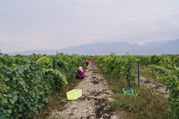 Winegrowers in Ningxia carefully tending vineyard rows, pruning and training vines in the region’s arid continental climate.