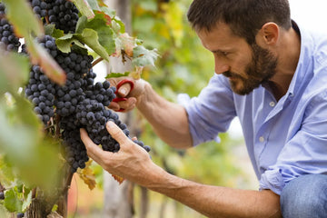 Man inspecting grape clusters on a vine in a vineyard.