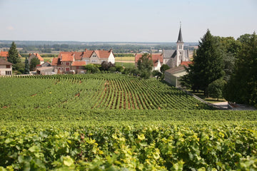 Vineyard landscape surrounding the village of Comblanchien in the Côte de Nuits, a key area for newly protected Bourgogne appellations. Source: BIVB / www.armellephotographe.com