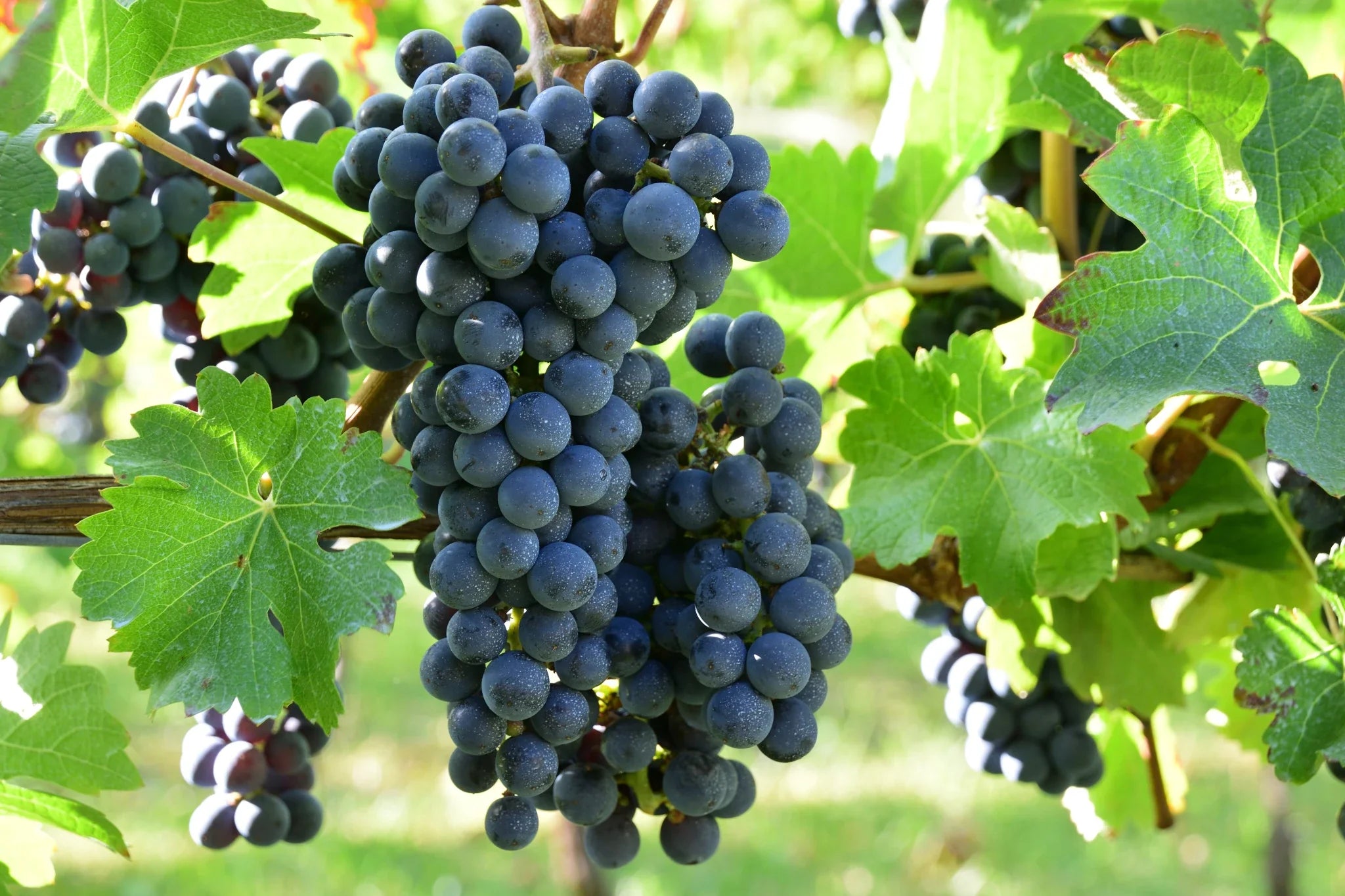Cabernet Sauvignon