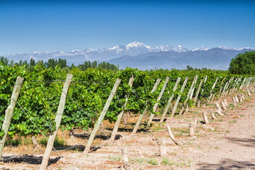 Vineyards at the foot of the Andes mountain range near the Aconcagua volcano in Maipú, Mendoza, Argentina.