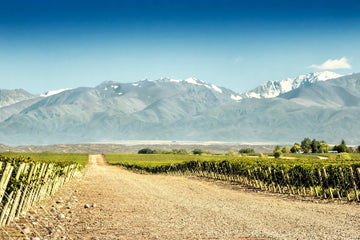 Mendoza vineyard with rows of grapevines and the Andes mountains in the background.