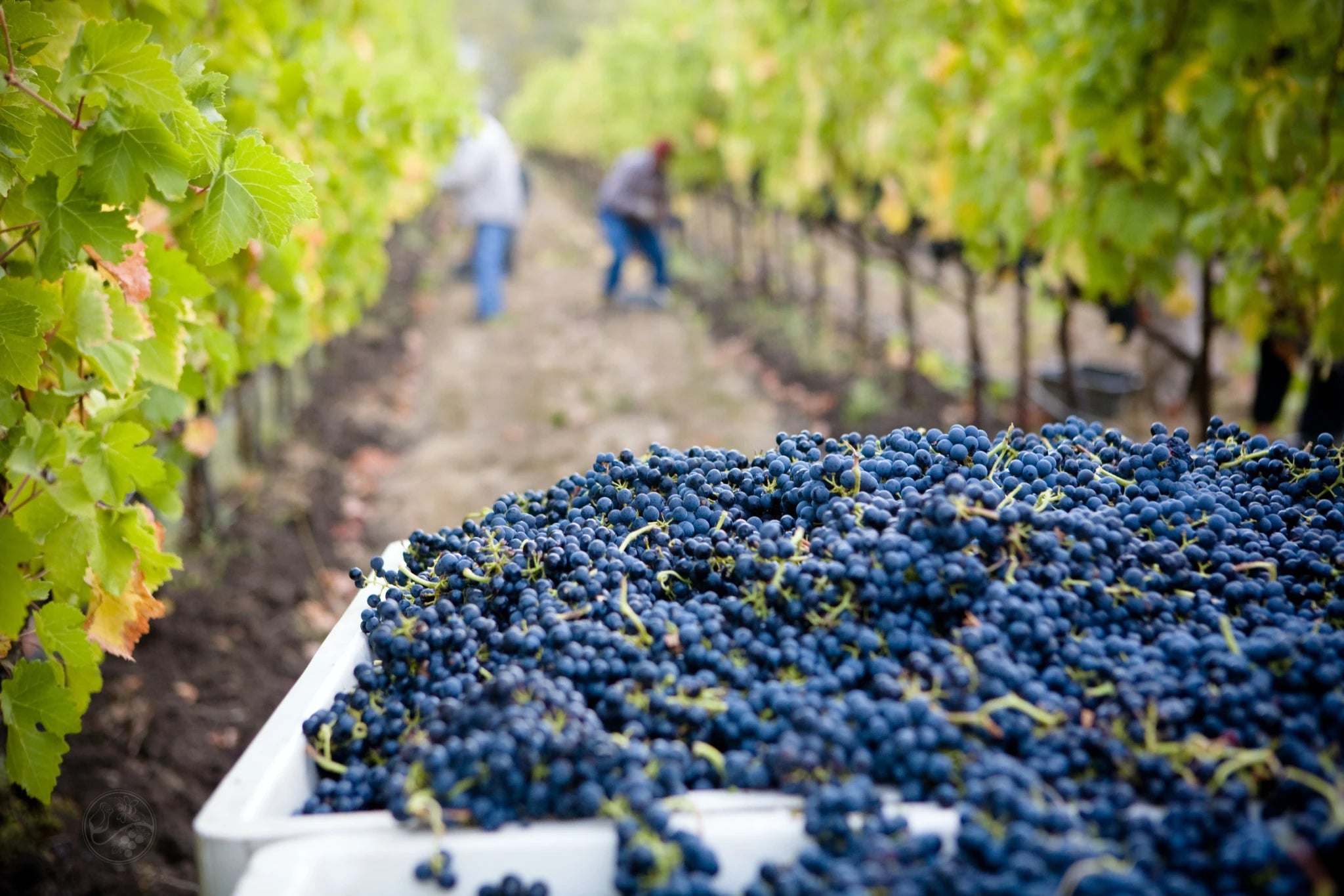 Harvest marks the moment when grapes reach their ideal ripeness, influenced by climate, variety, and wine style.