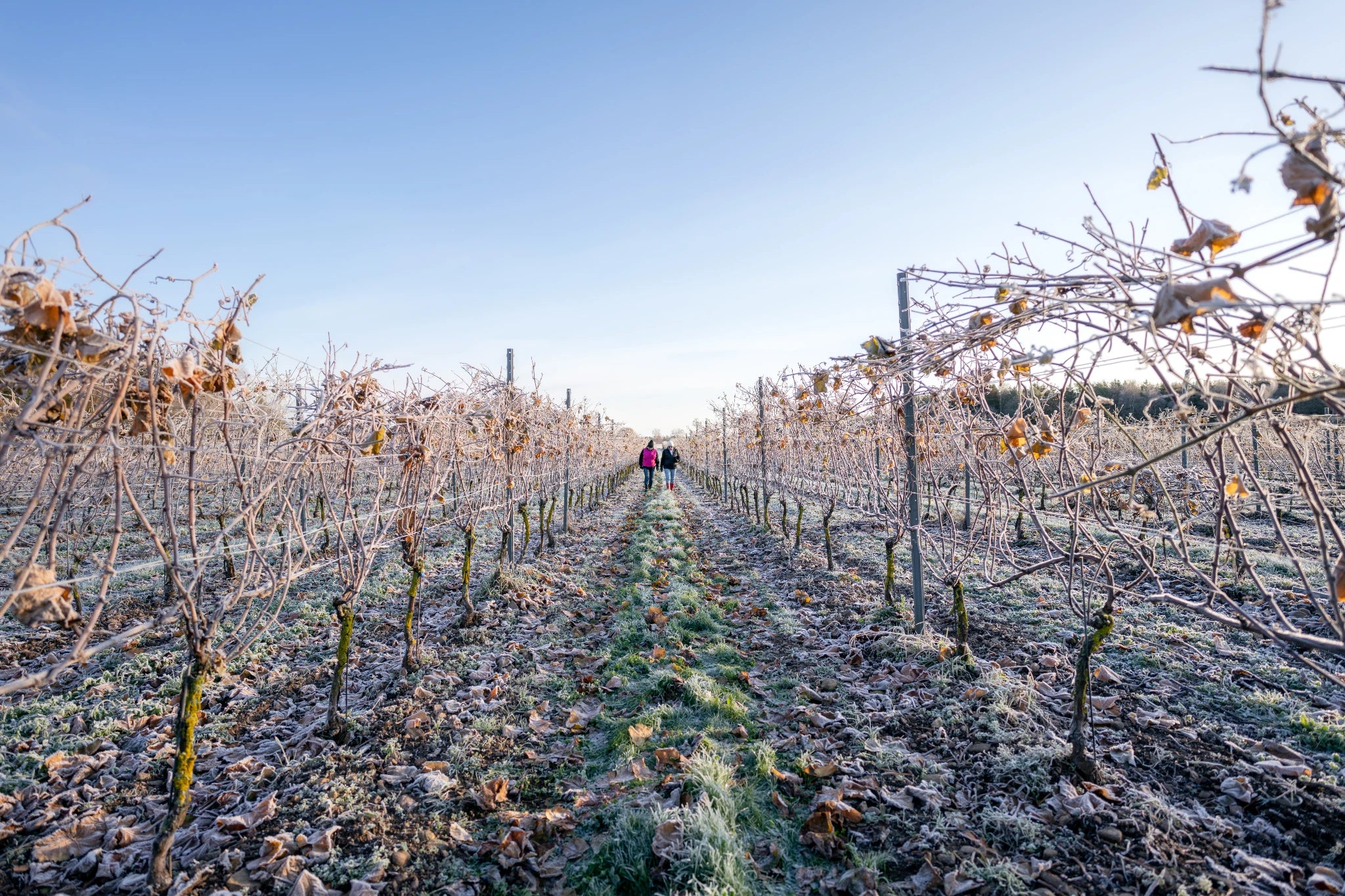Two winegrowers walk through a frosted vineyard in Sweden, where high latitude conditions shape unique cool-climate wines.
