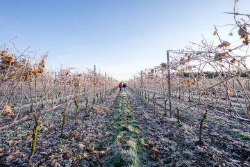 Two winegrowers walk through a frosted vineyard in Sweden, where high latitude conditions shape unique cool-climate wines.