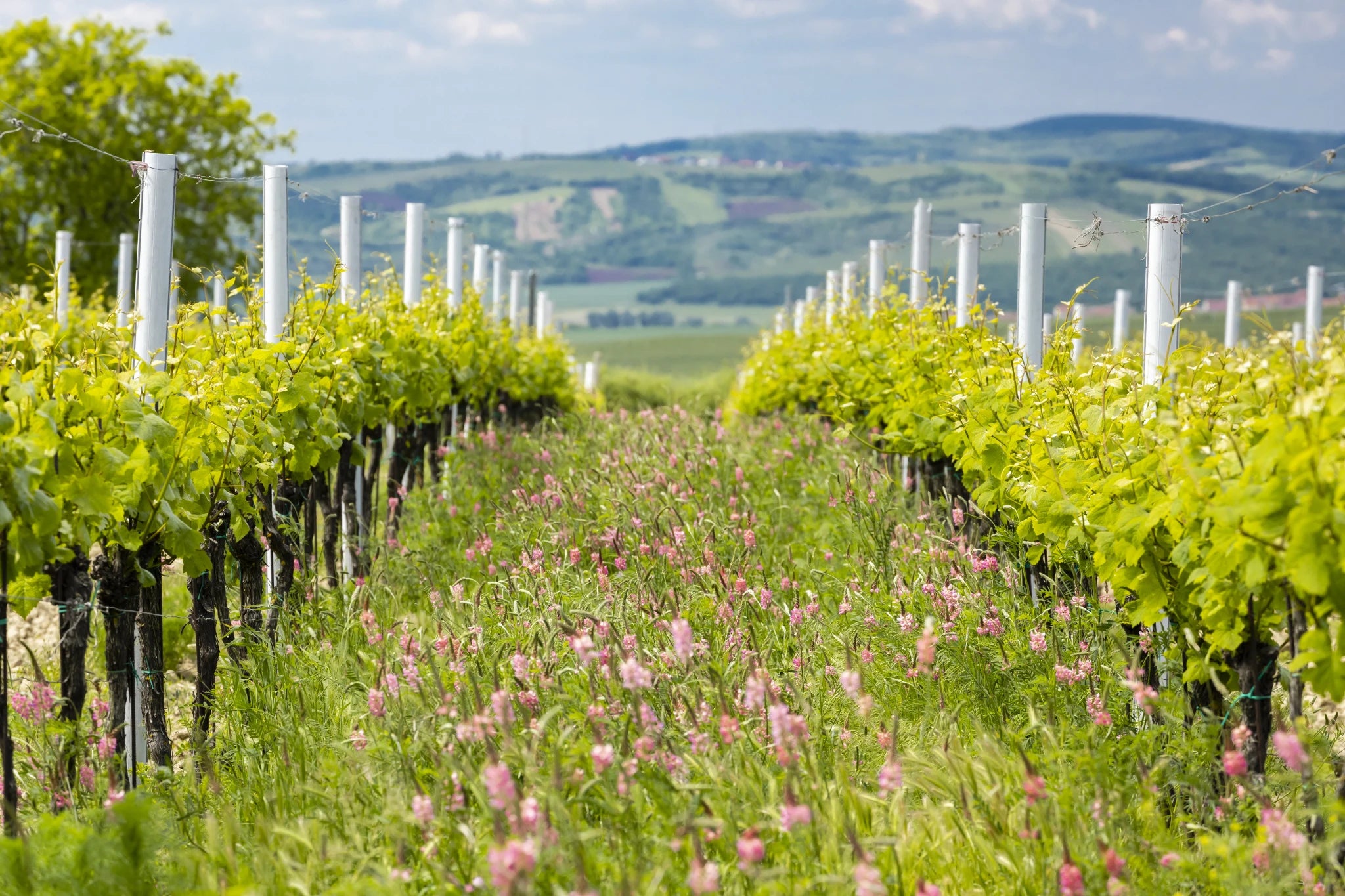 Organic wine comes from vineyards farmed without synthetic chemicals, focusing on soil health and biodiversity. This approach often results in clean, pure fruit expression.