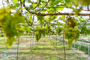 Northern Thailand vineyards located 300 to 600 meters above sea level, where cooler temperatures, mixed red and limestone soils, and winter harvest conditions support grape growing in a tropical latitude.