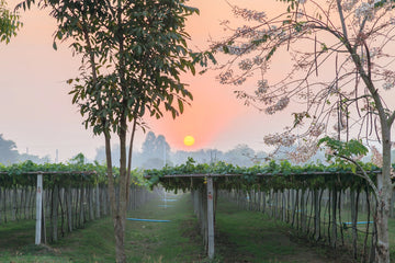 Khao Yai vineyards in Nakhon Ratchasima Province, located at 300 to 550 meters above sea level, where red and limestone clay soils and a winter harvest support Thailand’s most established wine region.