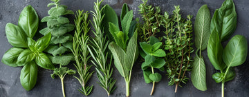 Herbal aromas add freshness, energy, and definition to wine. Notes of rosemary, thyme, sage, mint, and eucalyptus reflect natural compounds in the grape and its growing environment. They link fruit to place, giving structure and a savory lift that enhances complexity.