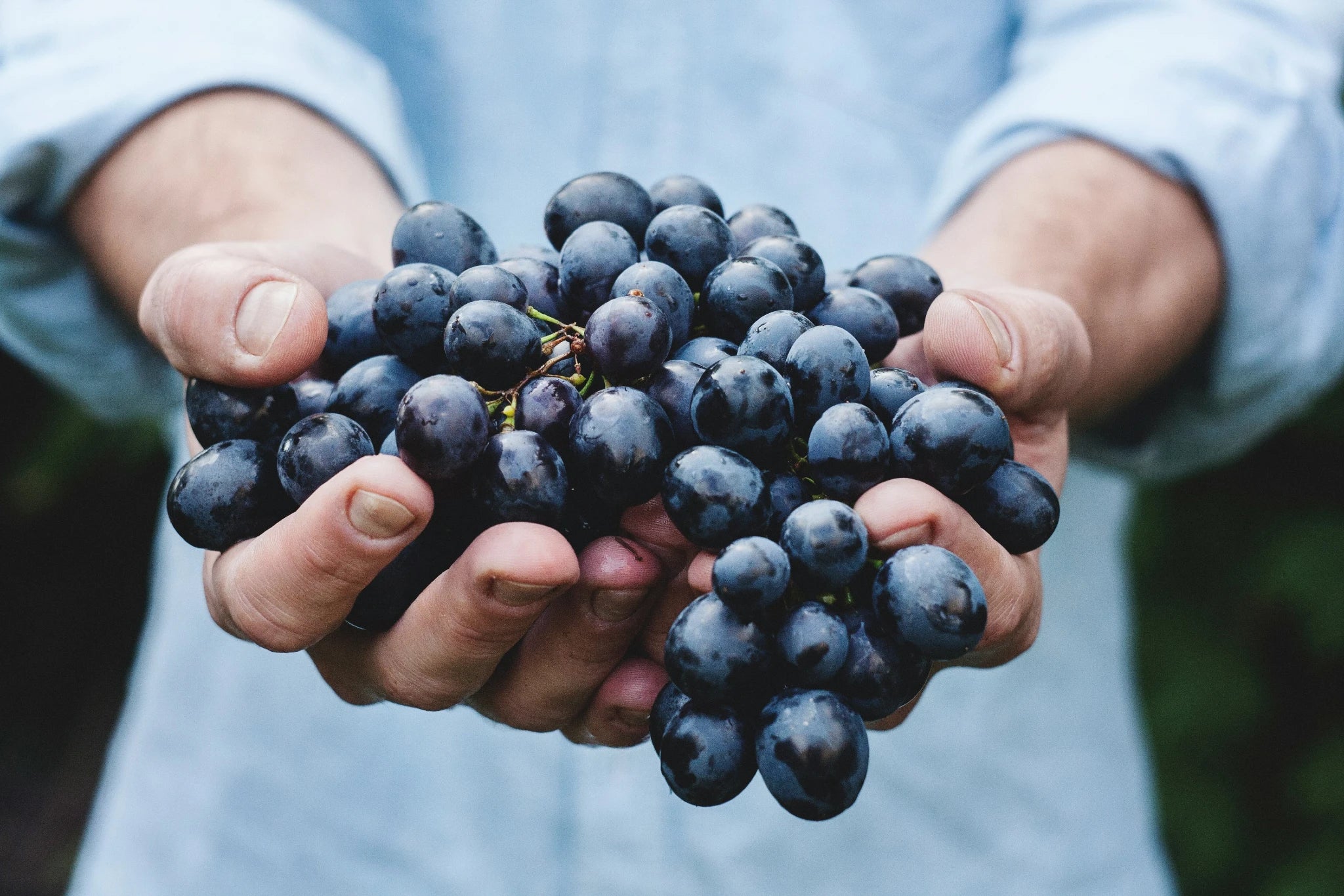 Primary aromas come directly from the grape and its place. They express variety, ripeness, soil, and climate before winemaking or aging adds influence.