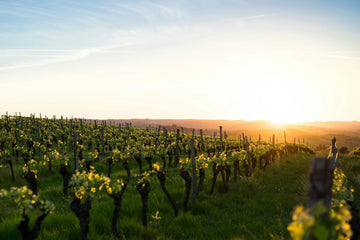 Vineyard decisions shape value at its source. Farming practices, harvest choices, and long-term care influence both grape quality and production costs, while sustainability commitments add meaning, trust, and transparency for many wine drinkers.